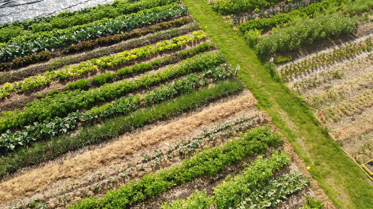 Moestuin & zelfoogst