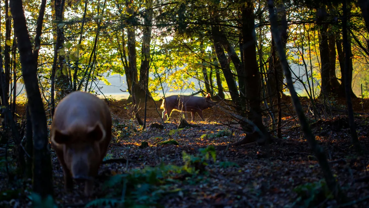 Varkens die wroeten in het bos